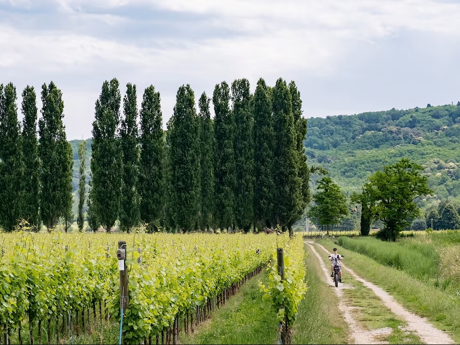 About First CRV Dealer Corp